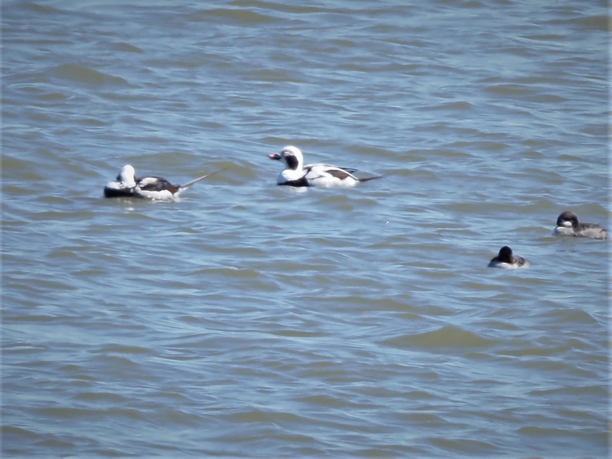 Long-tailed Duck - ML550413531