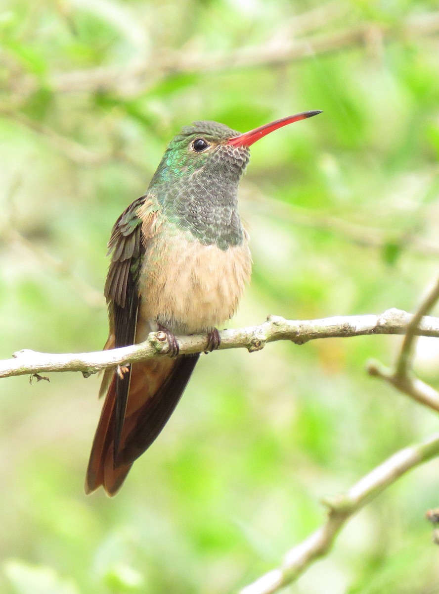 Buff-bellied Hummingbird - Marya Moosman