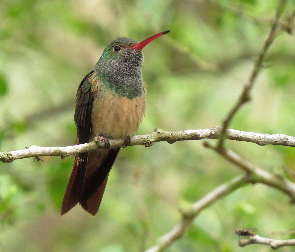 Buff-bellied Hummingbird - ML55041731