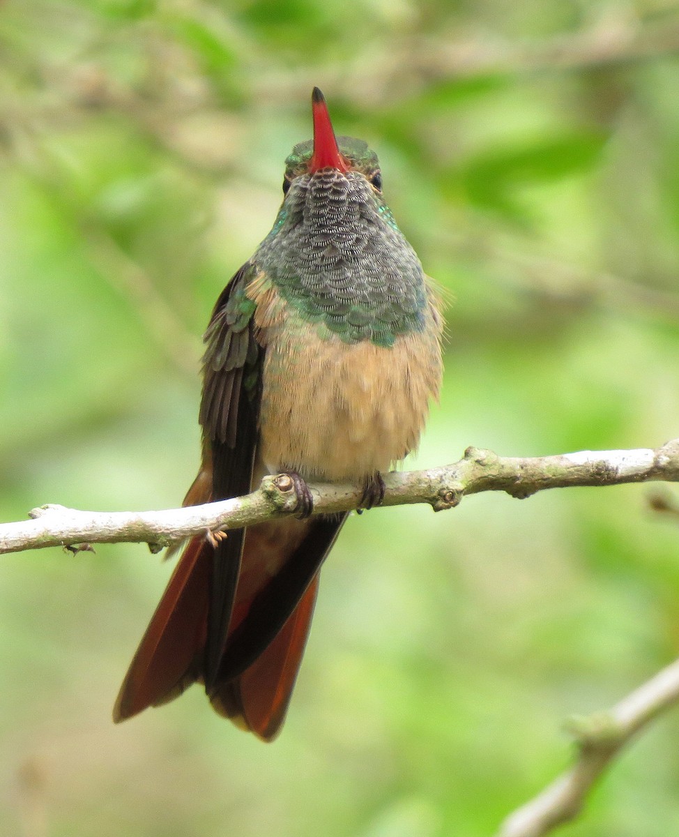 Buff-bellied Hummingbird - ML55041741