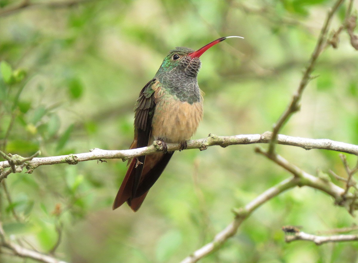 Buff-bellied Hummingbird - ML55041751