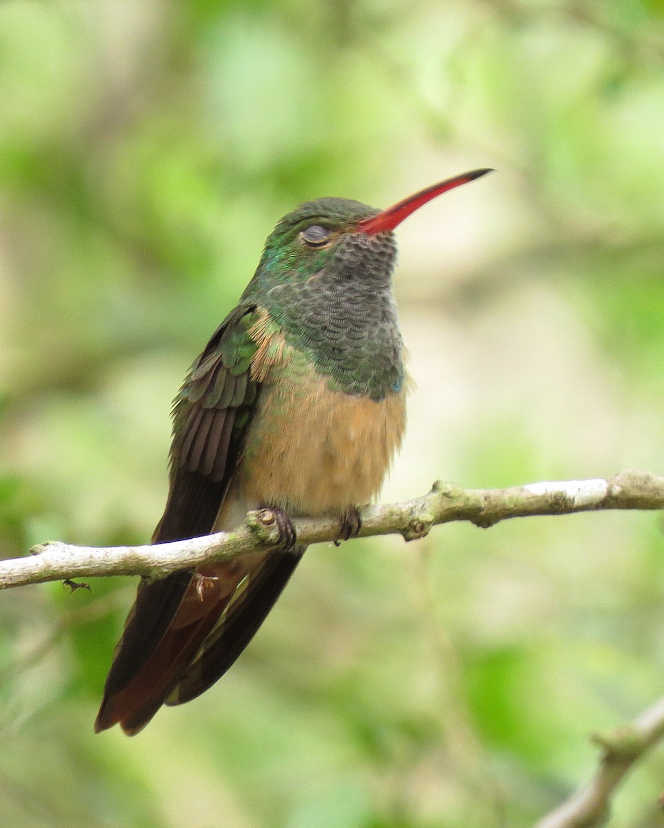 Buff-bellied Hummingbird - ML55041781