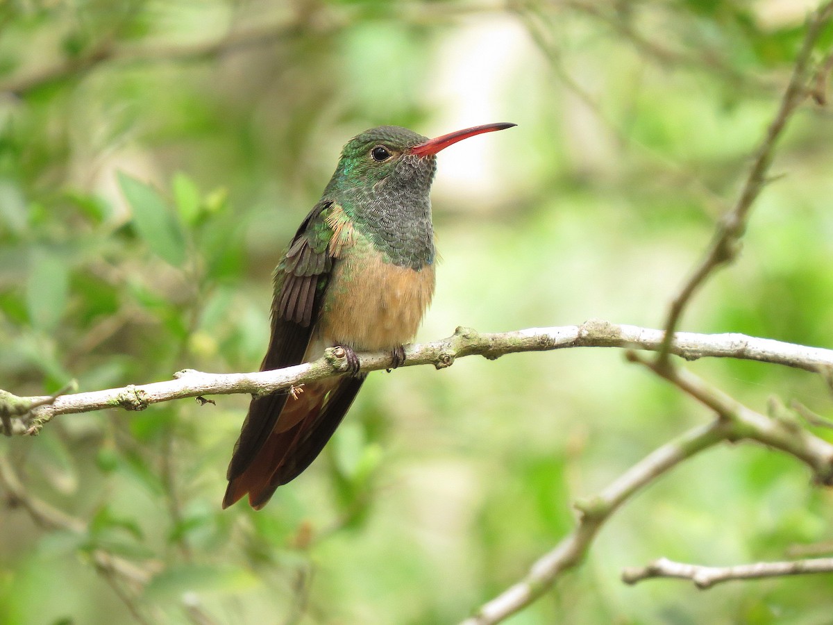 Buff-bellied Hummingbird - Marya Moosman
