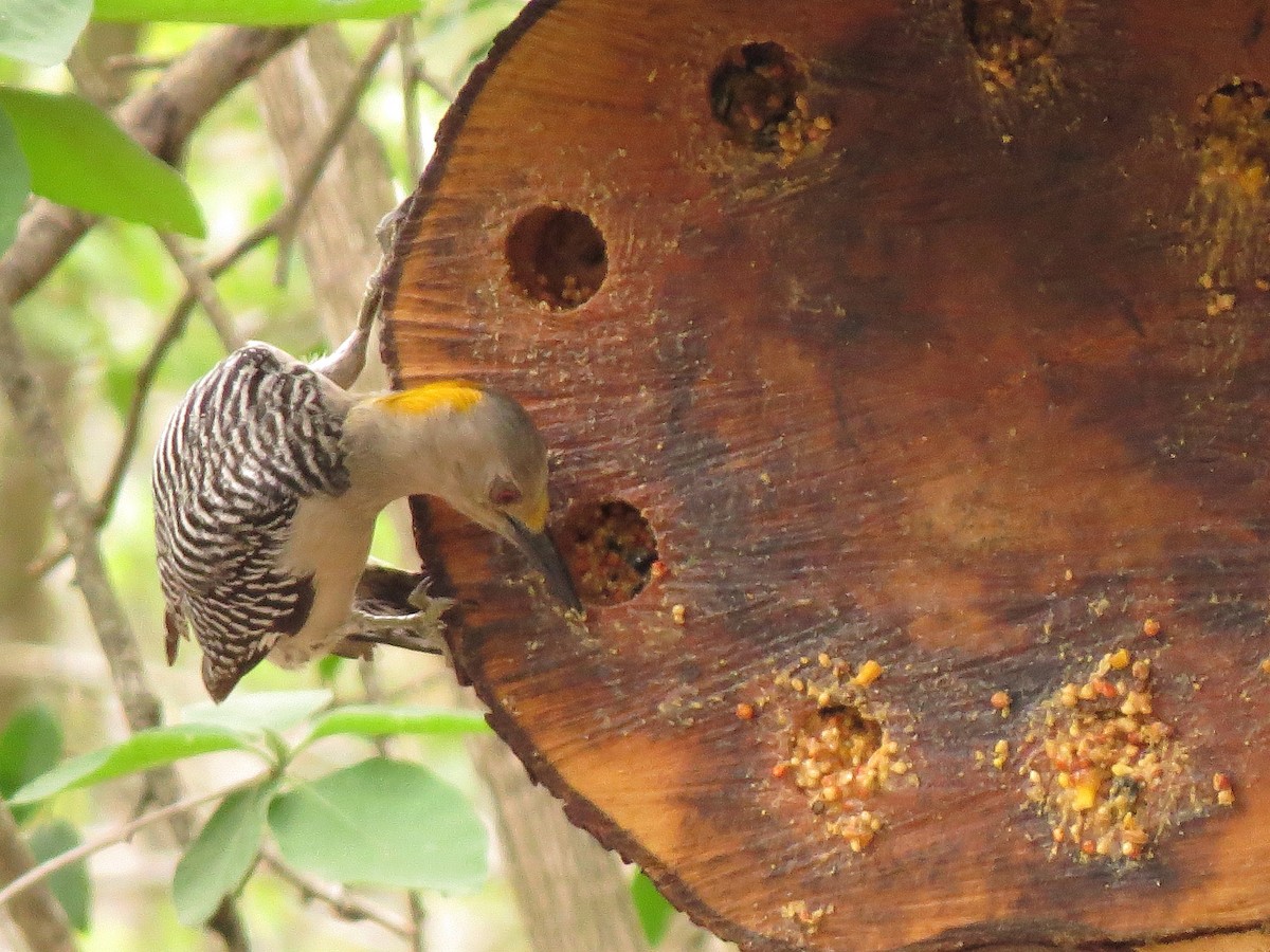Golden-fronted Woodpecker - ML55041811