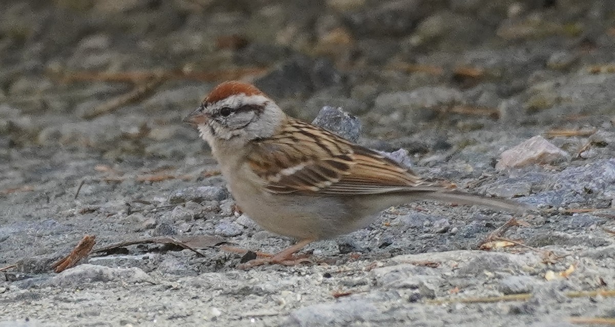 Chipping Sparrow - ML550418741