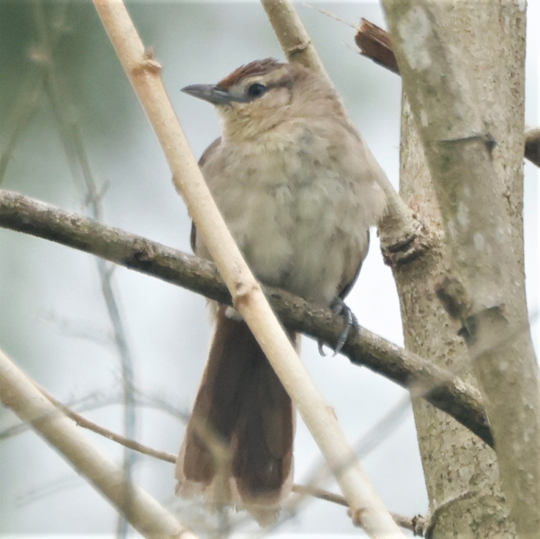 Rufous-fronted Thornbird (Rufous-fronted) - ML550418981