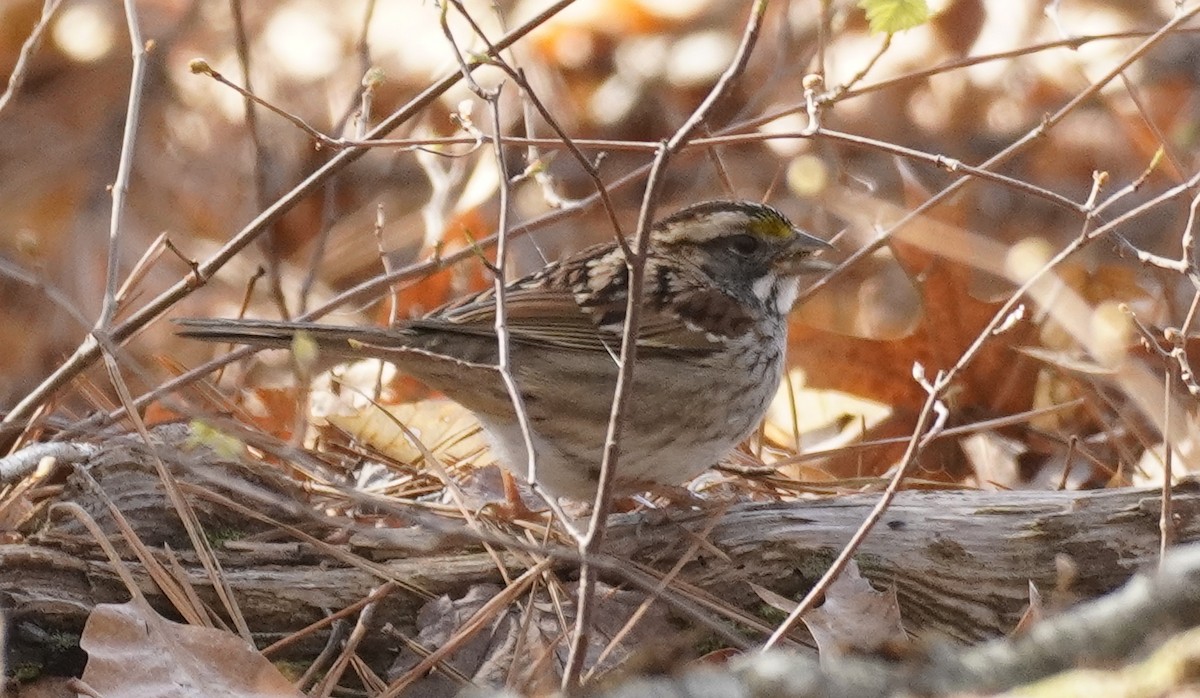 White-throated Sparrow - ML550419891
