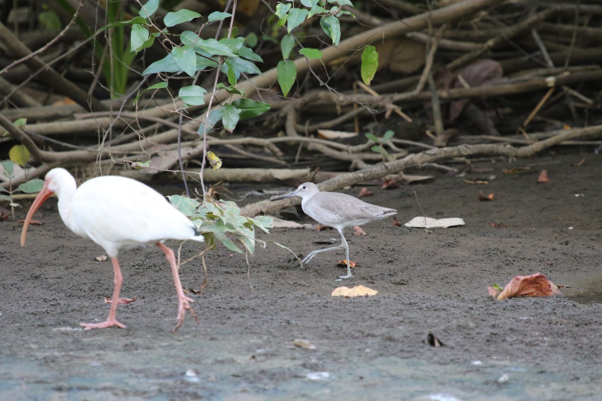 Willet - ML550420671