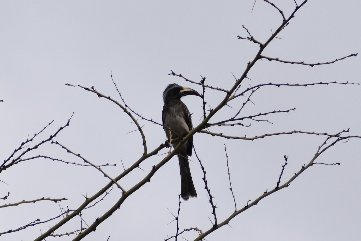 African Gray Hornbill - ML550423081