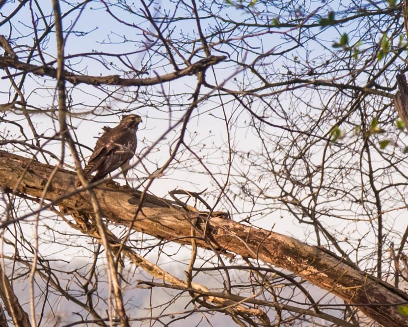 Red-tailed Hawk - ML55042351