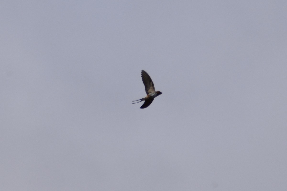 Lesser Striped Swallow - ML550424231
