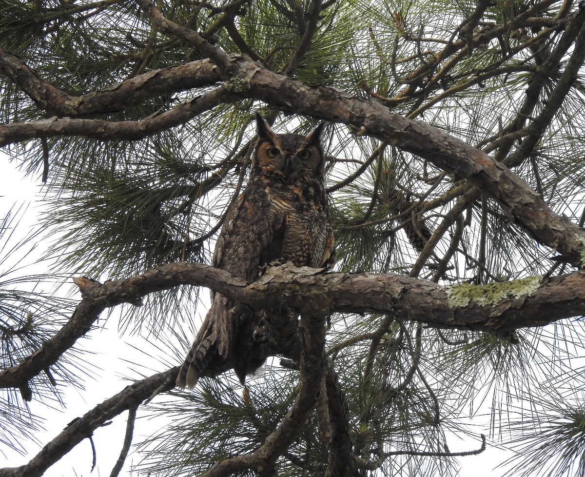 Great Horned Owl - ML550424771