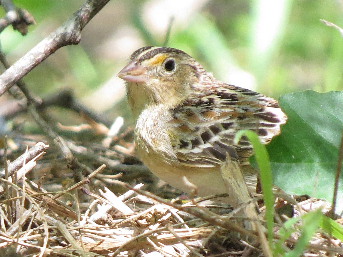 Grasshopper Sparrow - ML55042631