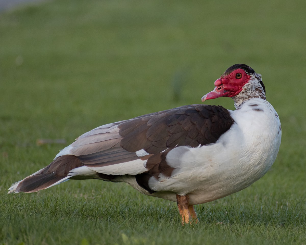 Muscovy Duck (Domestic type) - ML550433381