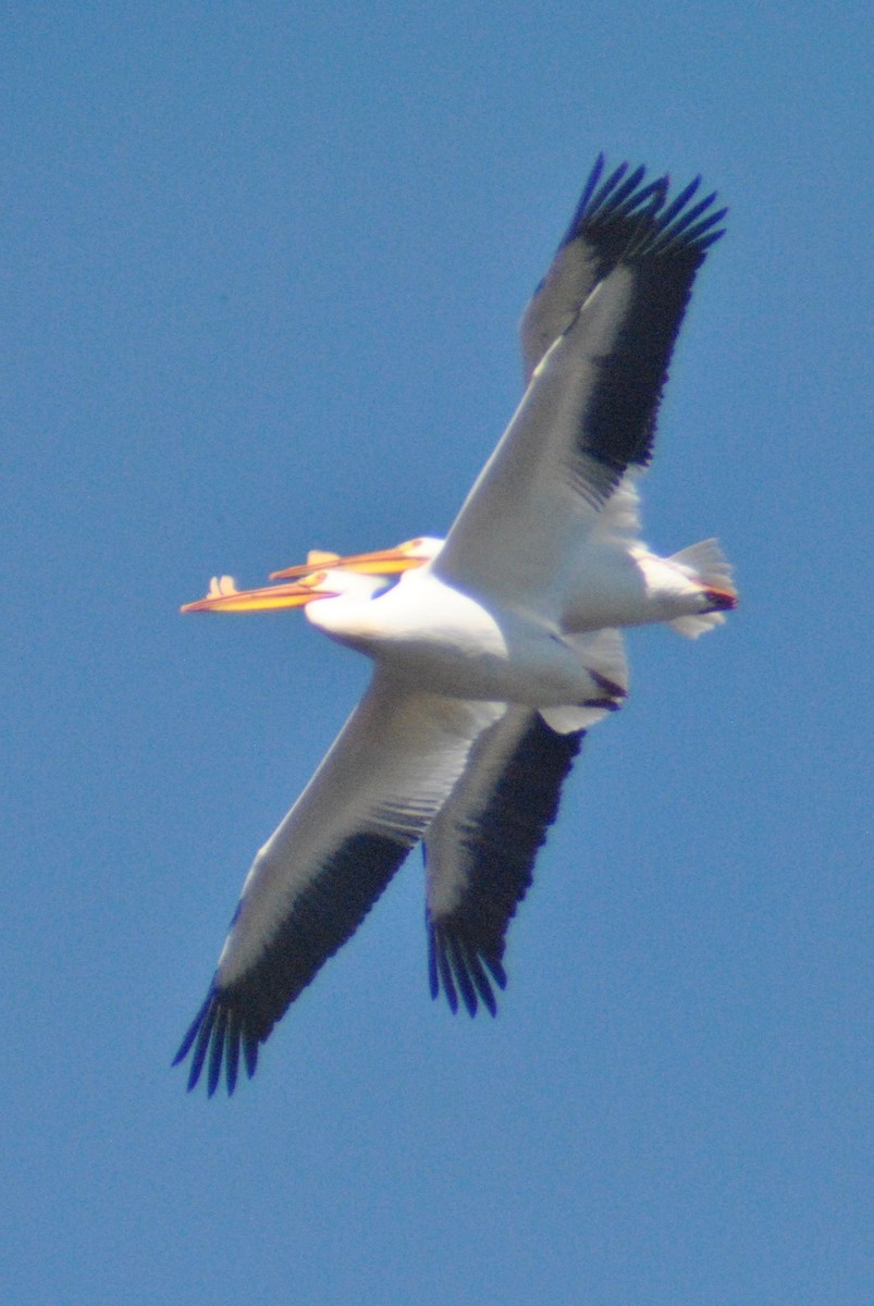 American White Pelican - Sean Cozart
