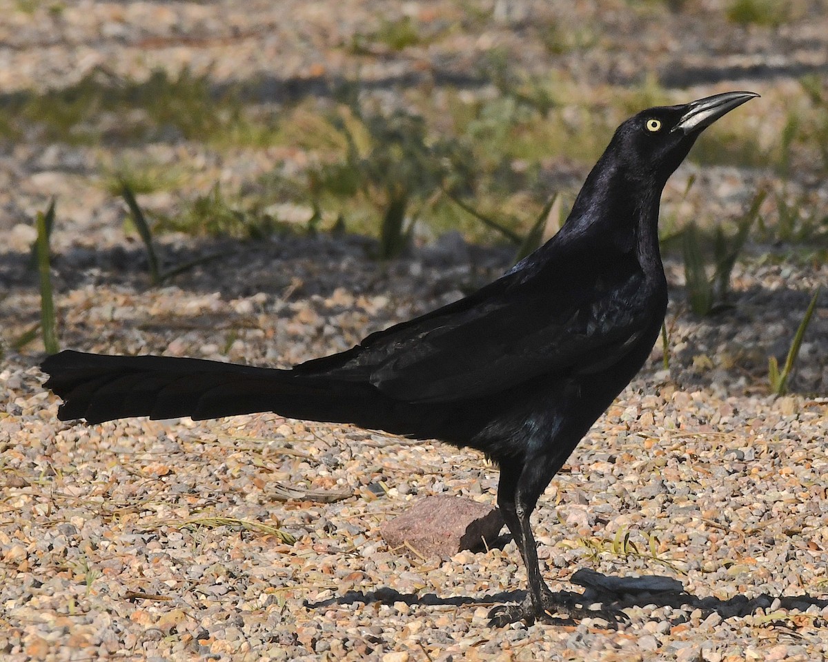 Great-tailed Grackle - ML550438971