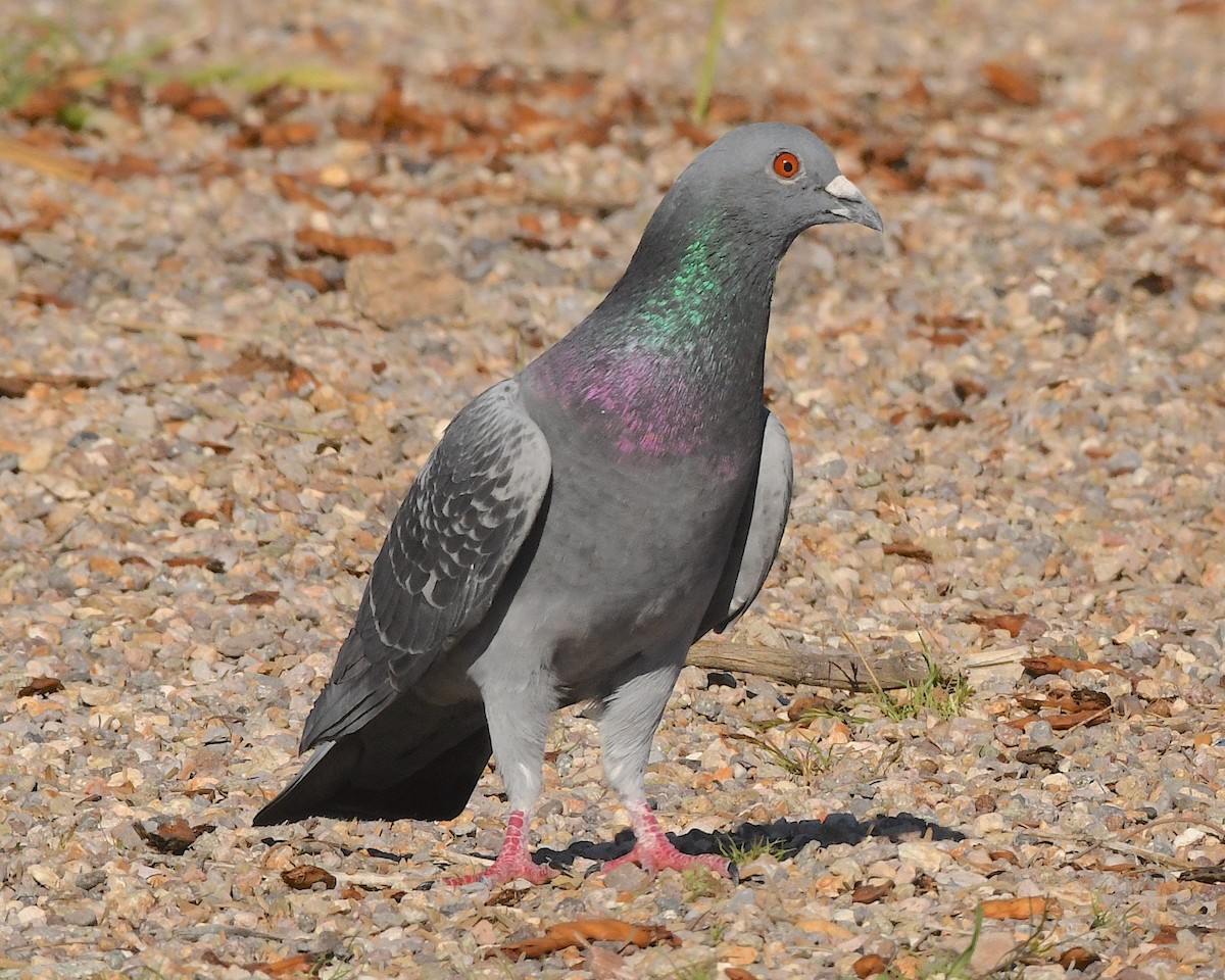 Rock Pigeon (Feral Pigeon) - ML550439761