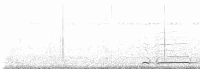 graveugle (floridana) - ML550441471