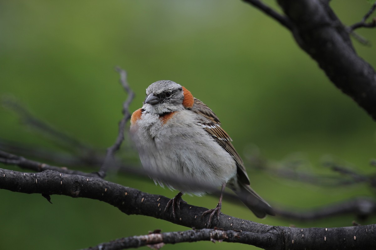 Rufous-collared Sparrow - ML550442041