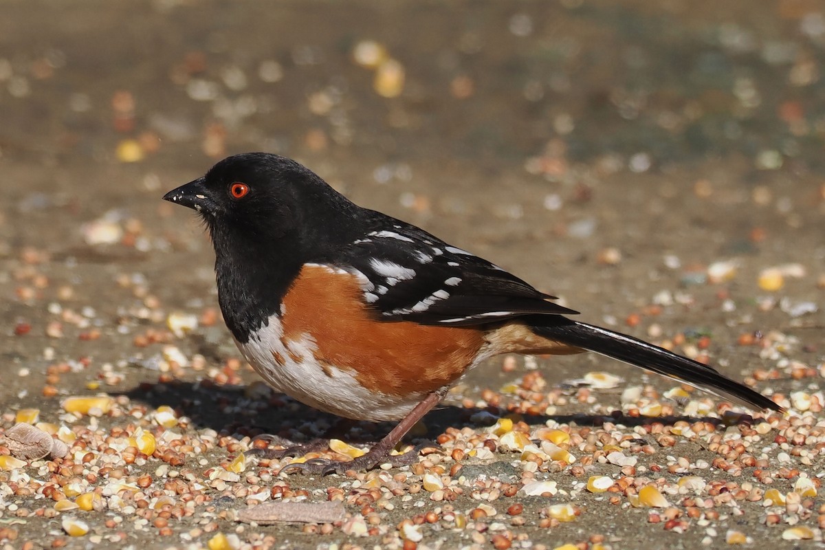 Spotted Towhee - ML550443131