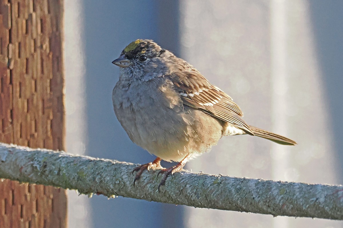 Golden-crowned Sparrow - ML550443441