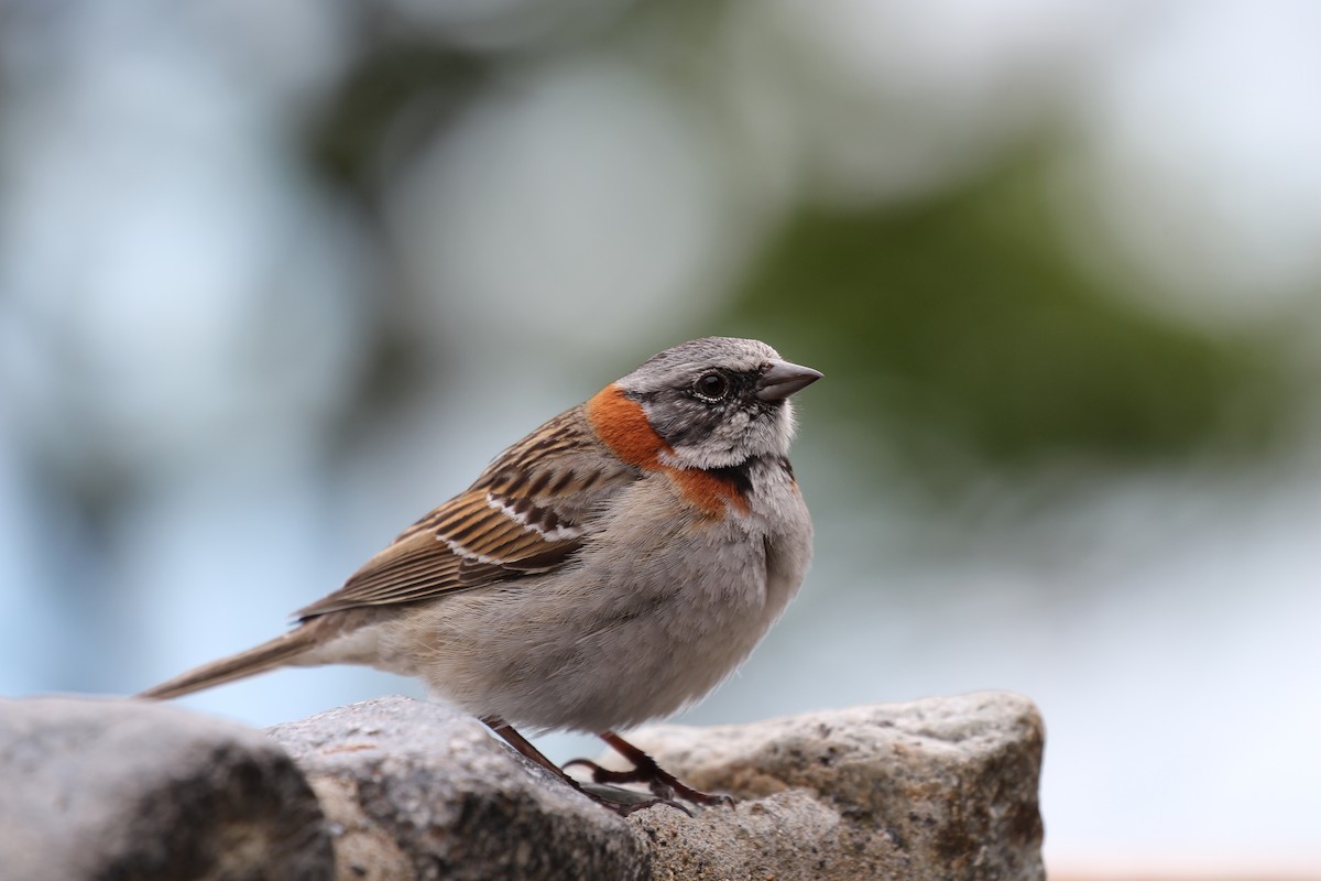 Rufous-collared Sparrow - ML550443891