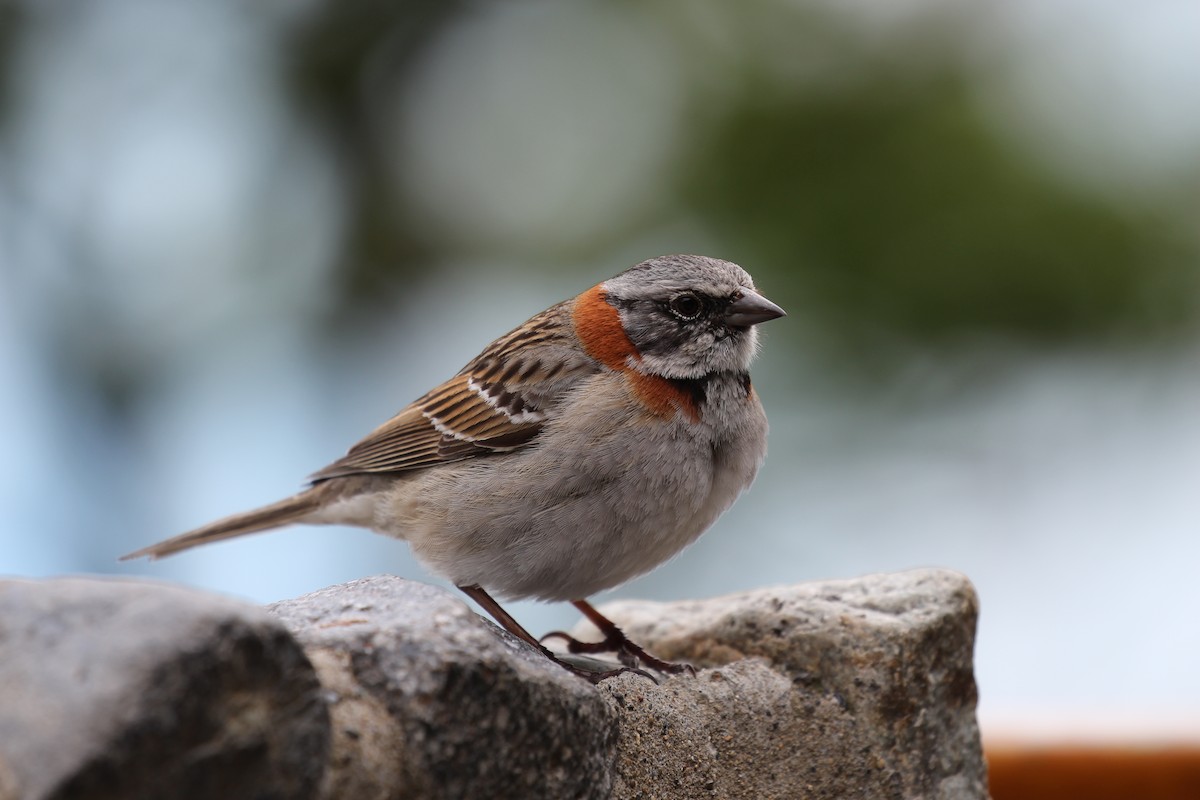 Rufous-collared Sparrow - ML550444001