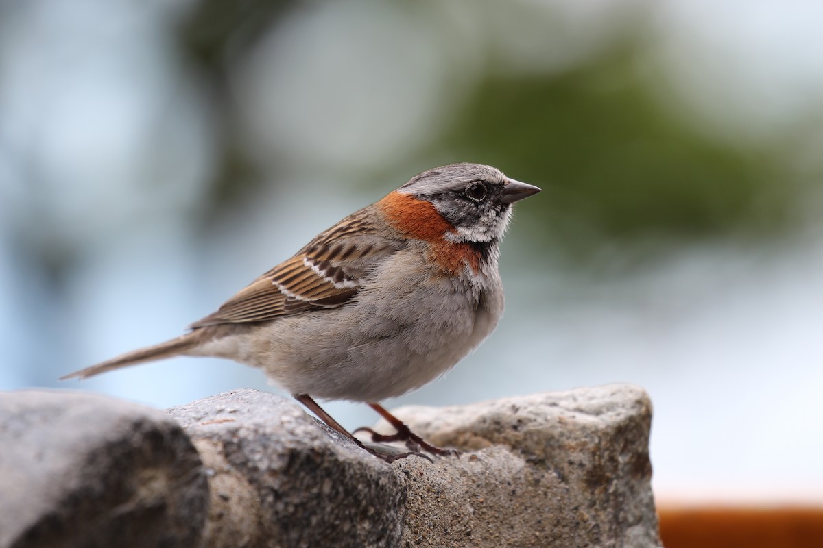 Rufous-collared Sparrow - ML550444021