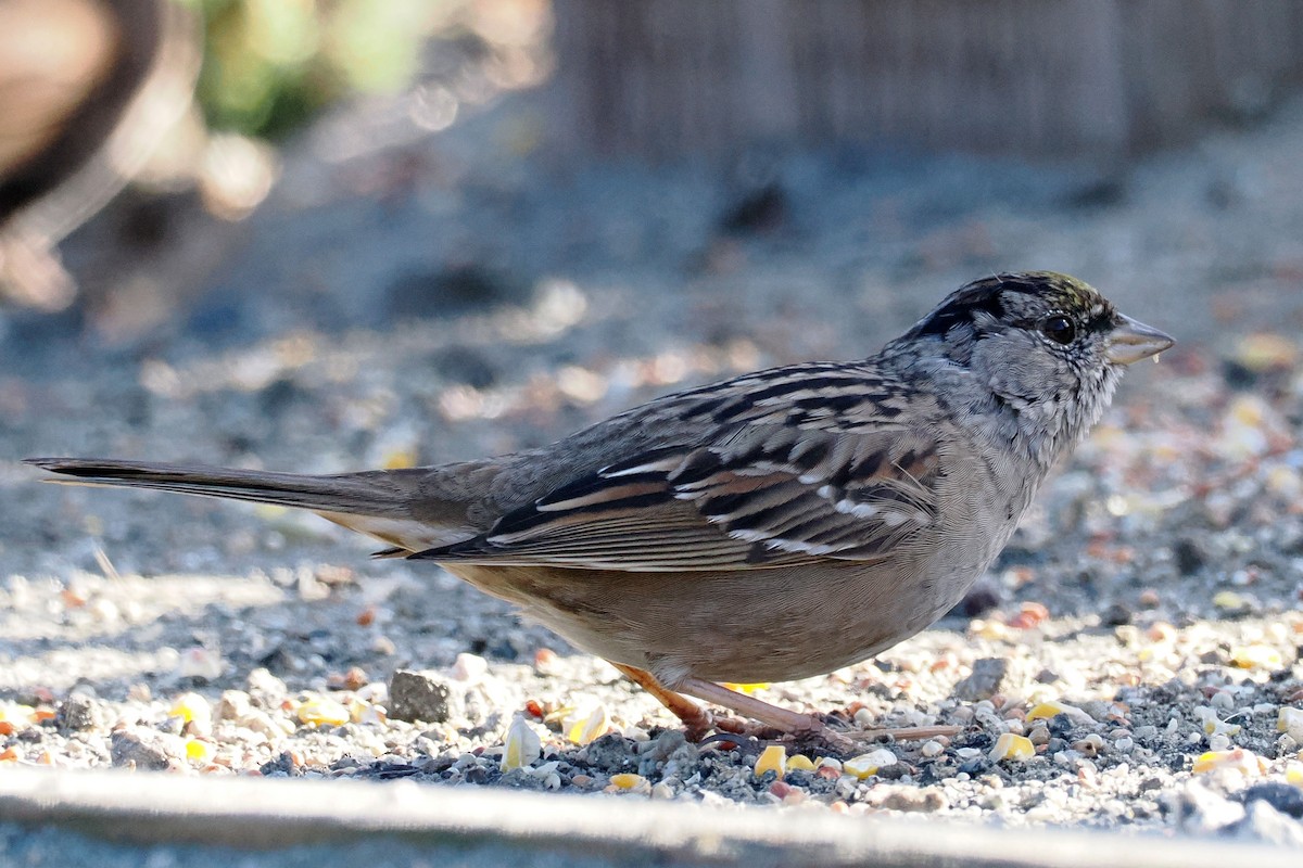 Golden-crowned Sparrow - ML550444171