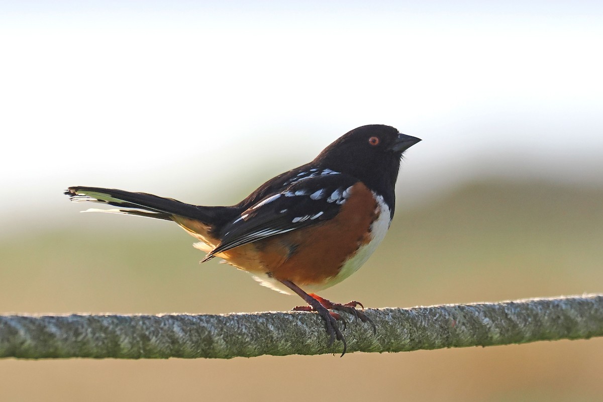 Spotted Towhee - ML550445061