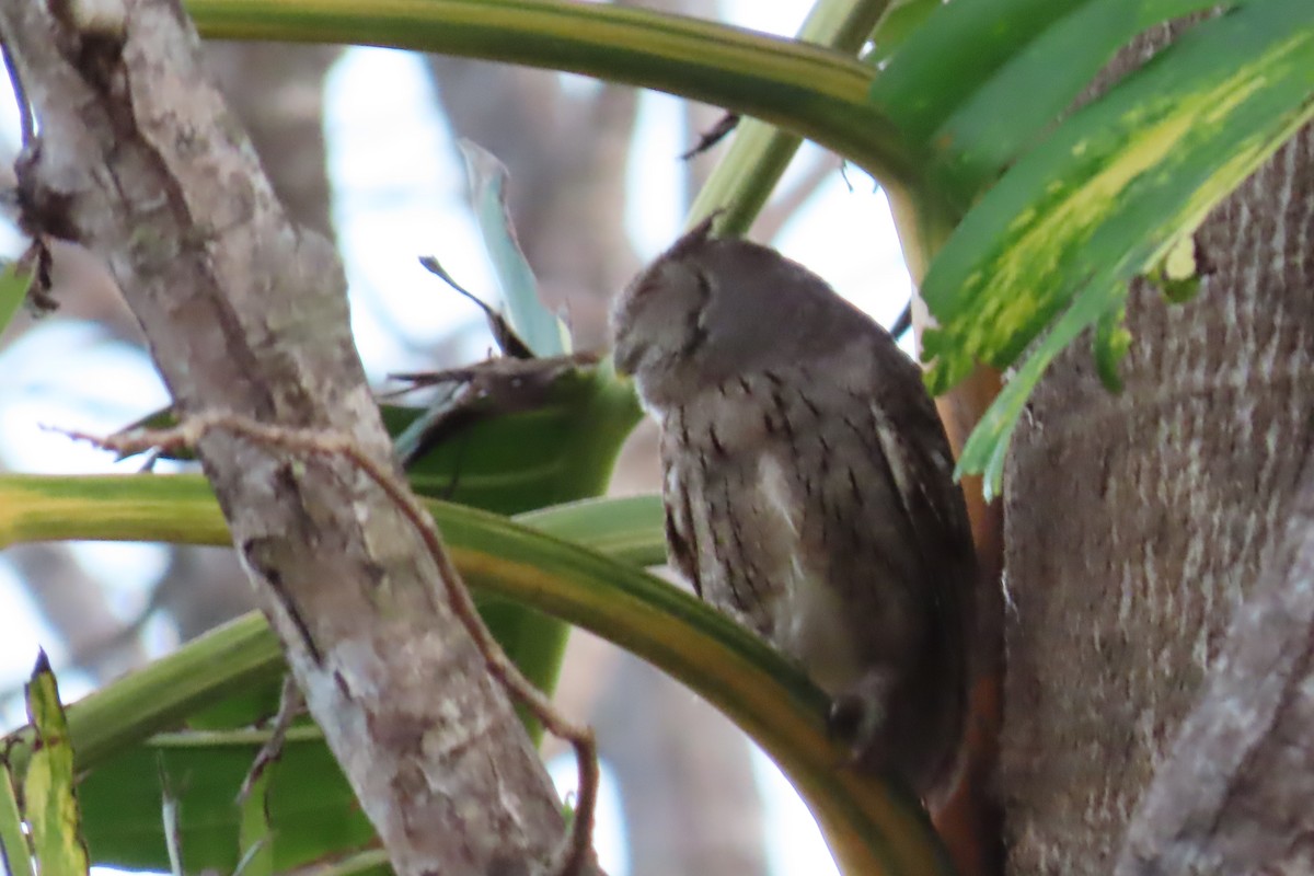 Pacific Screech-Owl - joan plevin