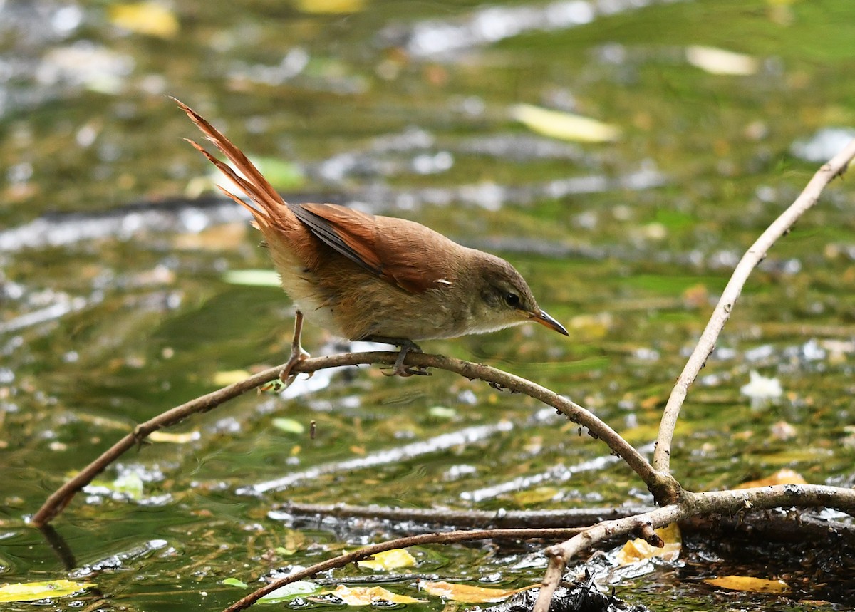 Yellow-chinned Spinetail - ML550451331