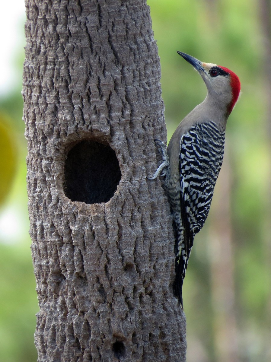 West Indian Woodpecker - ML55045401