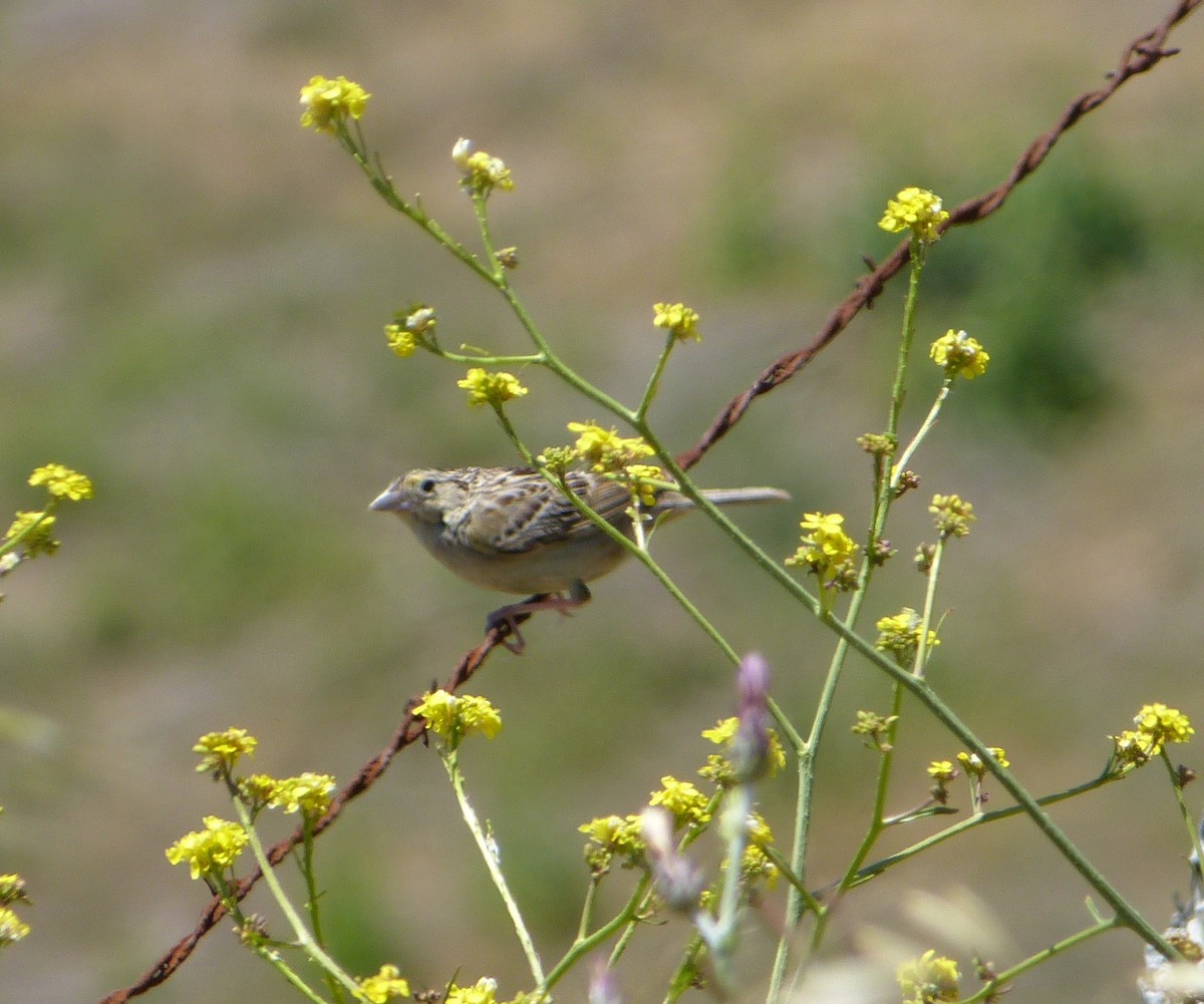 Grasshopper Sparrow - Malia DeFelice