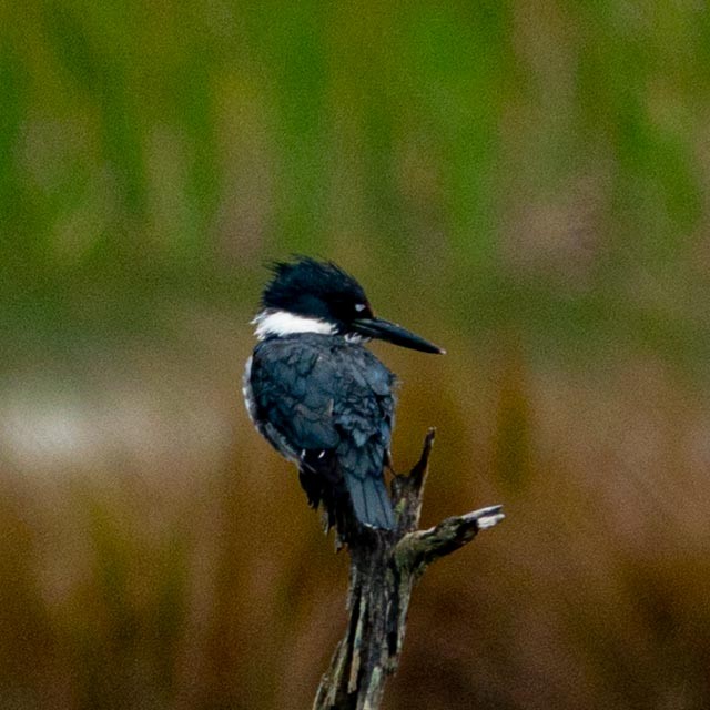 Belted Kingfisher - ML550463701