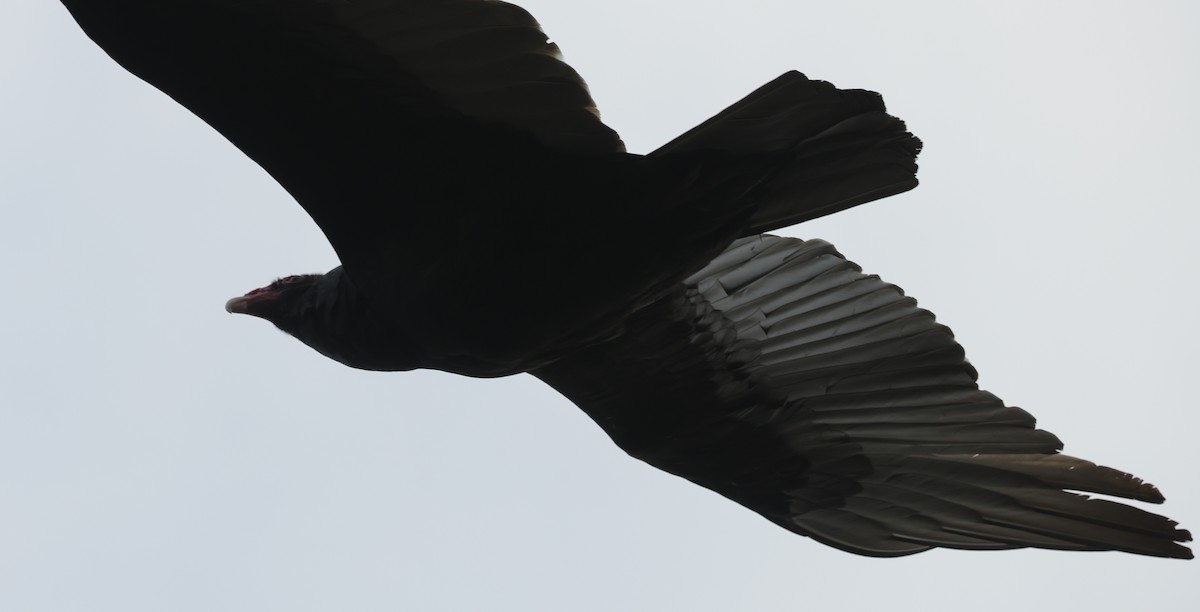 Turkey Vulture - ML550464161