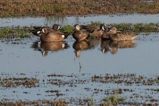 Blue-winged Teal, ML550465801