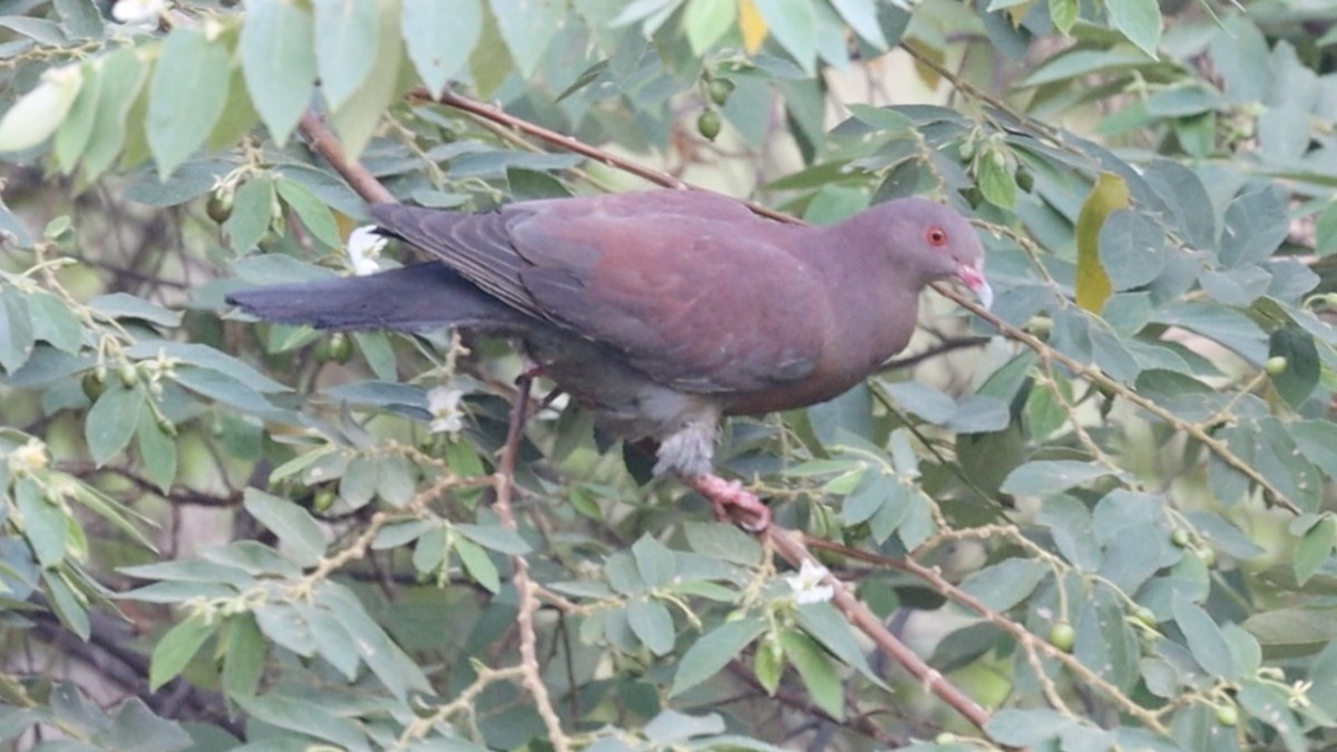 Peruvian Pigeon - Luciano Naka
