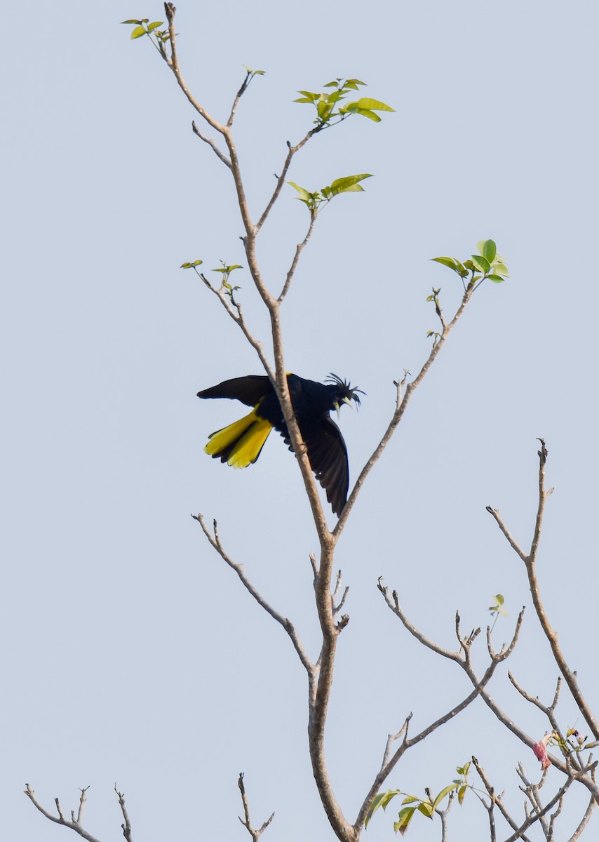 Yellow-winged Cacique - ML55047051