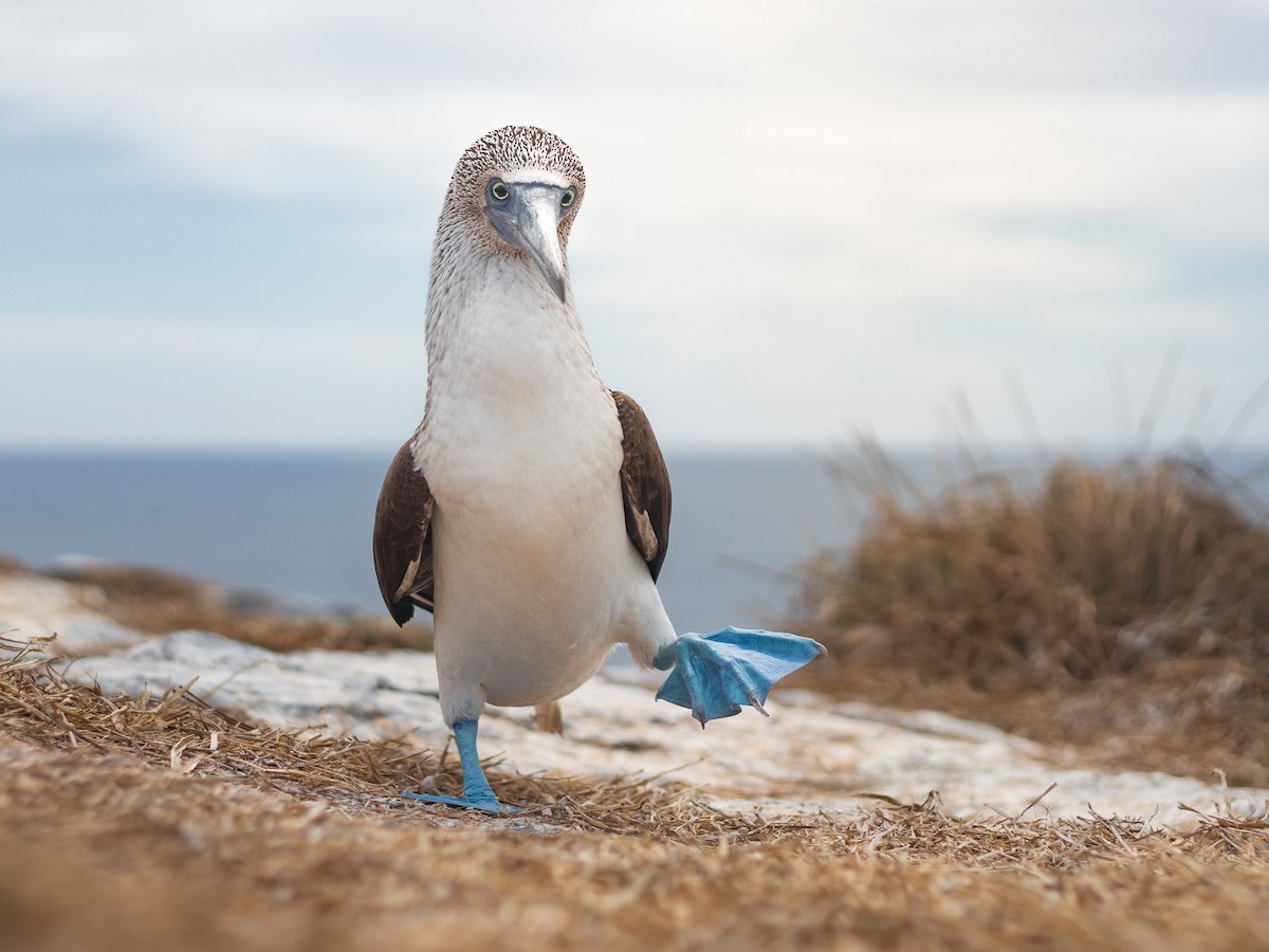 Blue-footed Booby - ML550471811