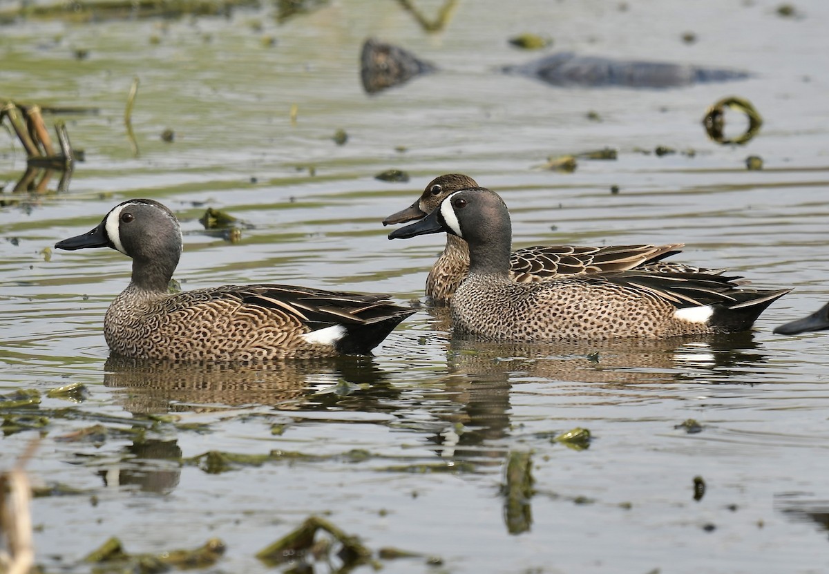 Blue-winged Teal - ML550471901