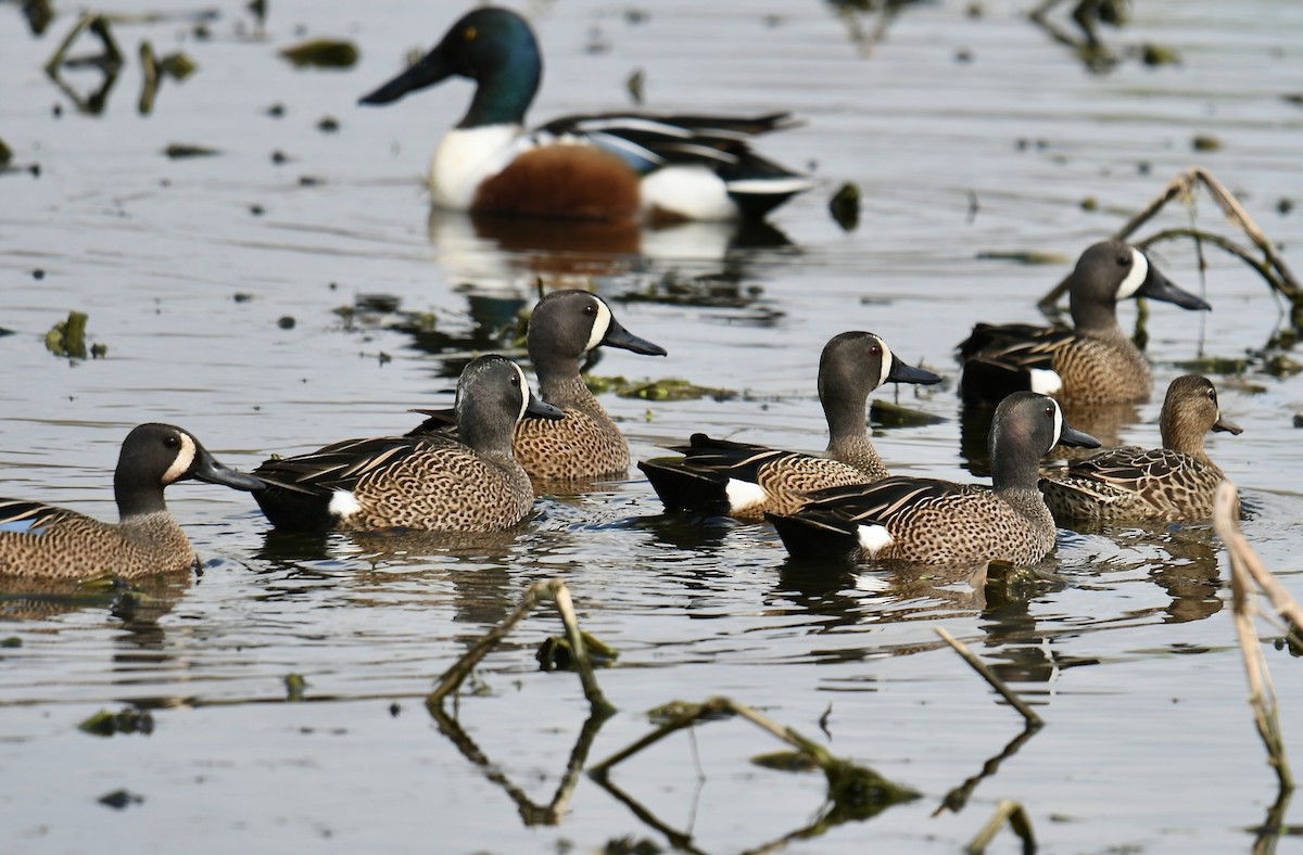 Blue-winged Teal - ML550471951