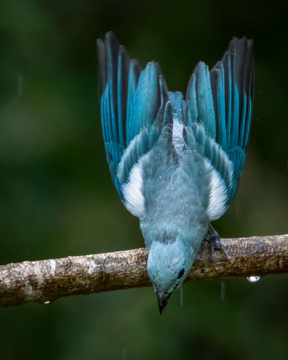 Blue-gray Tanager - ML550475611