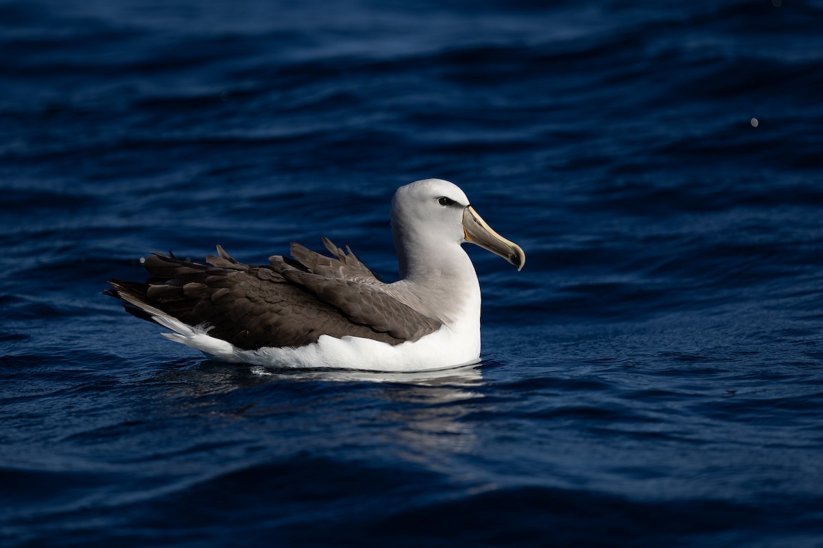 Salvin's Albatross - ML550477361