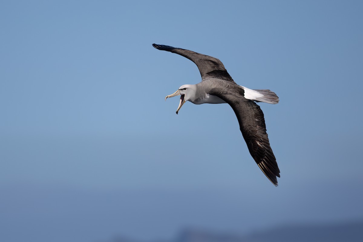 Albatros de Salvin - ML550477411