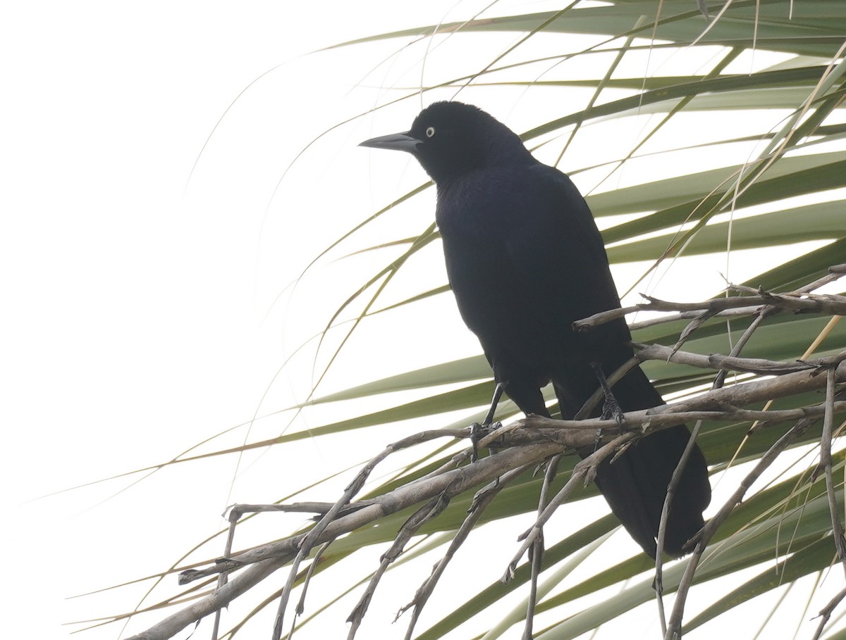 Boat-tailed Grackle - ML550478141
