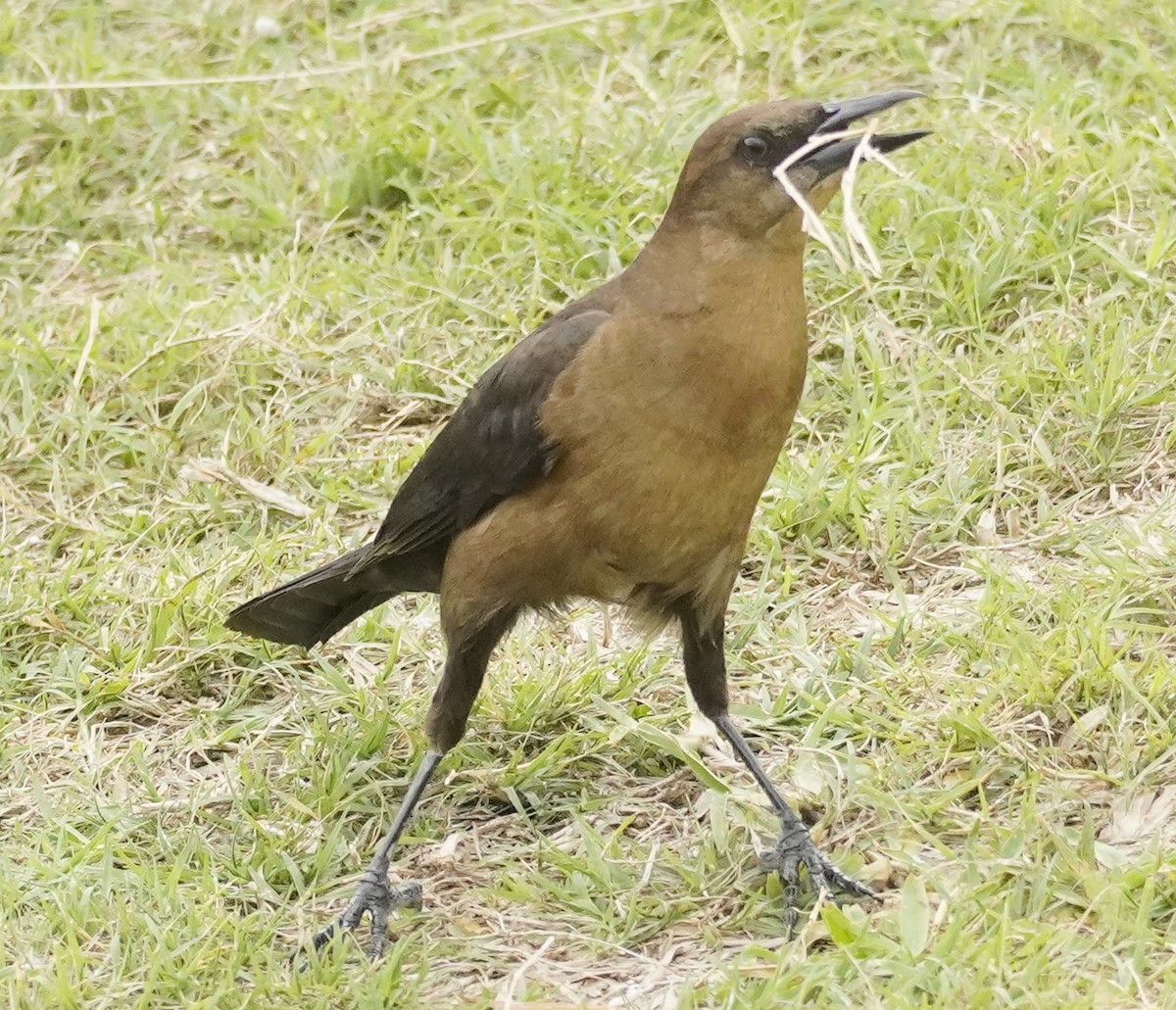 Boat-tailed Grackle - ML550478151
