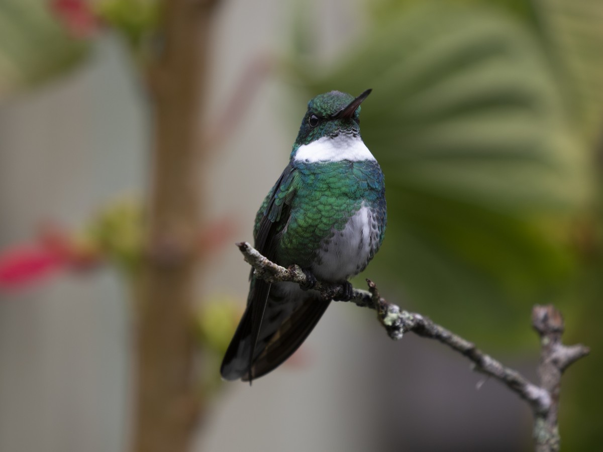 White-throated Hummingbird - ML550479421