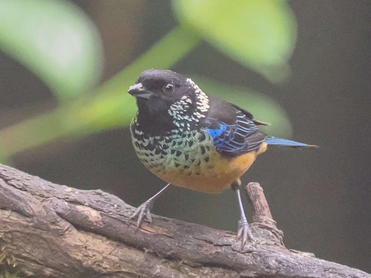 Spangle-cheeked Tanager - ML550480701