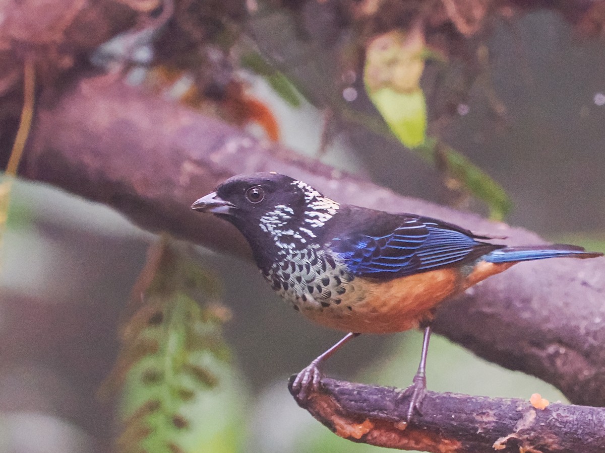 Spangle-cheeked Tanager - ML550480711